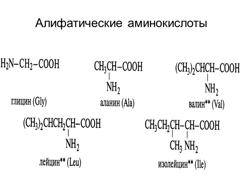Алифатические аминокислоты